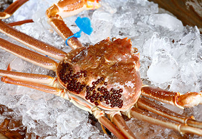 Matsuba Crab